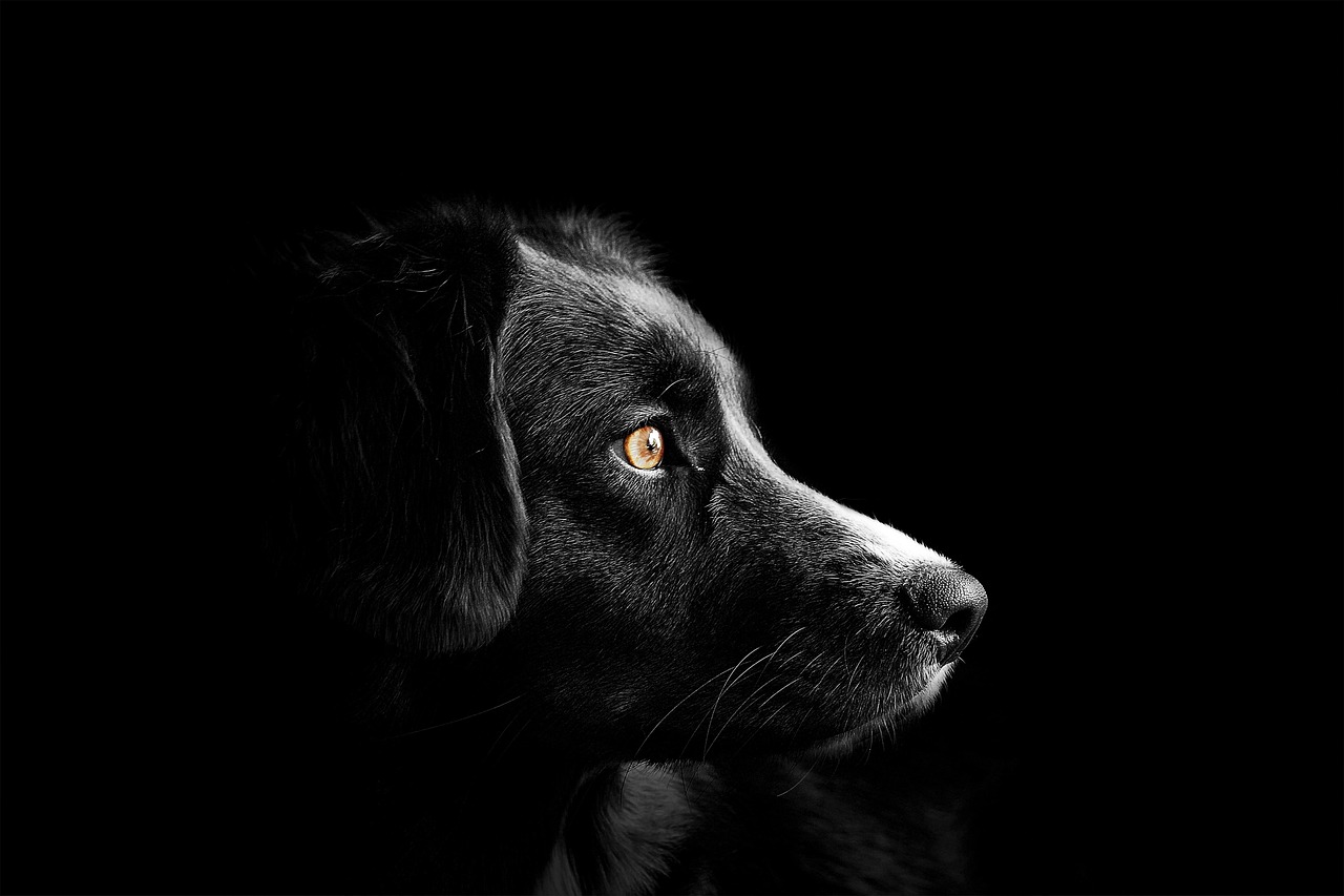 Dog, portrait, face, head, dog portrait, dog face, dog head, animal, black dog, pet, canine, snout, United States, Winston-Salem, North Carolina