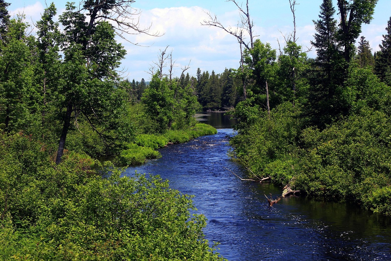 Superior national forest, usa, minnesota, forest, baptism river, landscape, wilderness, scenery, natural, wild, outdoor, environment, scenic, land, nature, tranquil, green river, minnesota, minnesota,