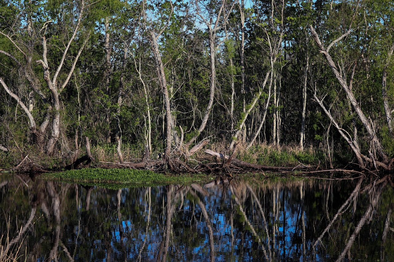 Louisiana, swamp, bayou, marsh, landscape, wetland, water